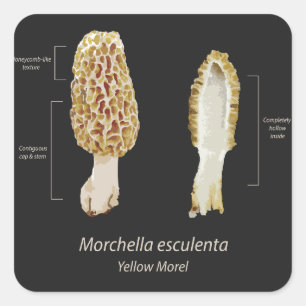 Sticker Yellow Morel Morchella esculenta
