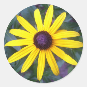 Stickers - Black-Eyed Susan