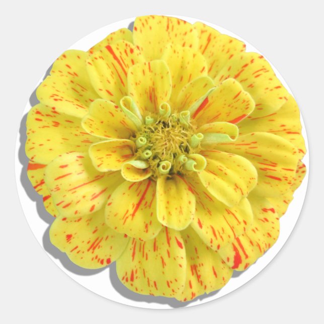 Stickers - Candy Stripe Zinnia (Front)