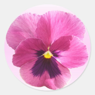 Stickers - Dark Pink Pansy