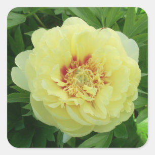 STICKERS Garden Lovely Bartzella Yellow Peony Phot
