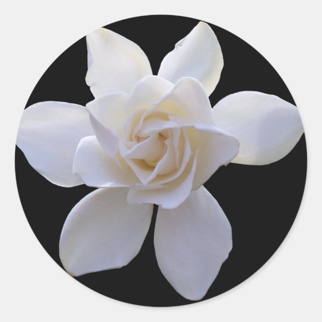 Stickers - Gardenia on Black (Front)