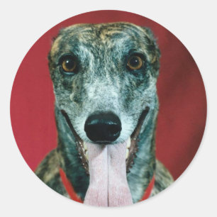 STICKERS Greyhound Sticker Brindle dog Lovers