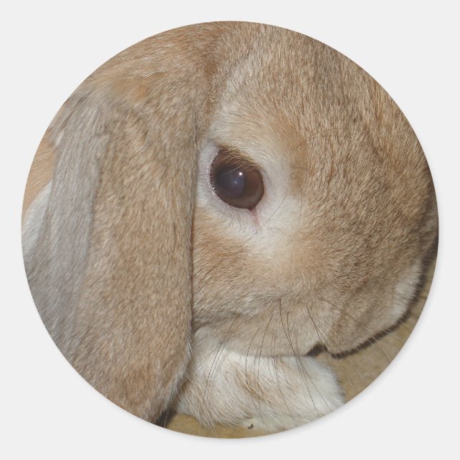Stickers - Lop Eared Dwarf Rabbit (Front)