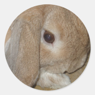 Stickers - Lop Eared Dwarf Rabbit