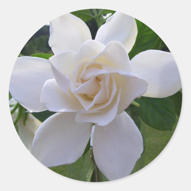 Stickers - Naturally Gorgeous Gardenia (Front)