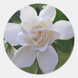 Stickers - Naturally Gorgeous Gardenia