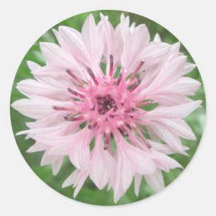 Stickers - Pink/Pink Bachelor's Button