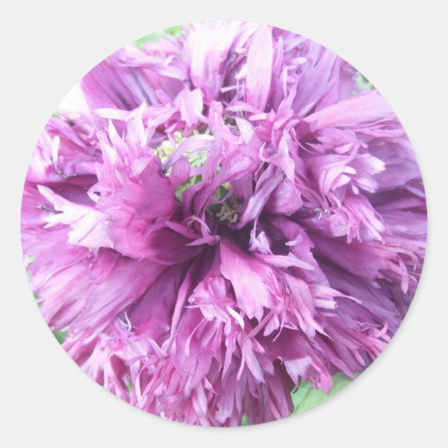 Stickers - Purple Aster (Front)
