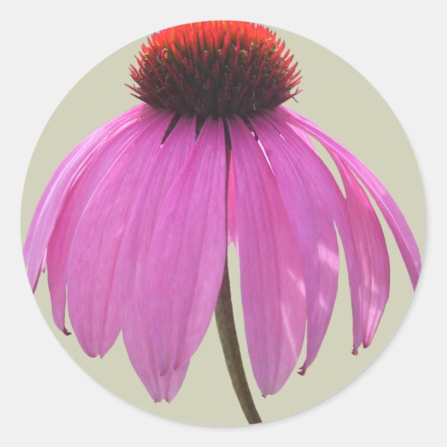 Stickers - Purple Coneflower - Echinacea (Front)