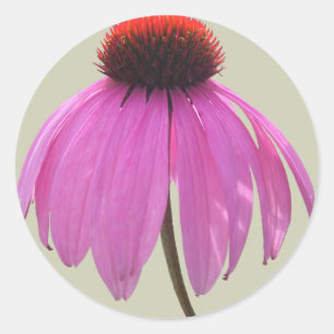 Stickers - Purple Coneflower - Echinacea