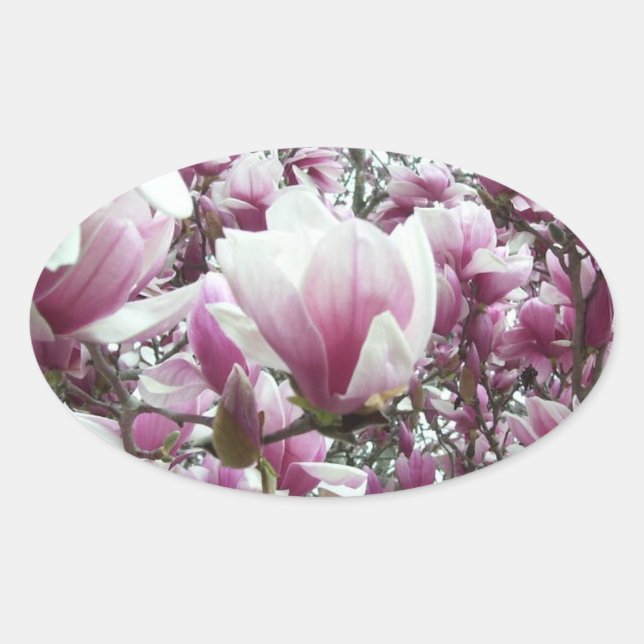Stickers - Saucer Magnolia (Front)