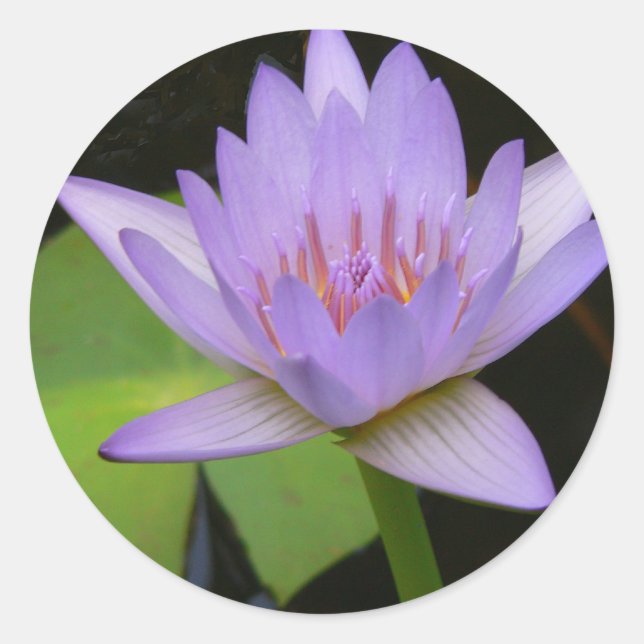 Stickers,  Soft Lavender Water Lily Classic Round Sticker (Front)