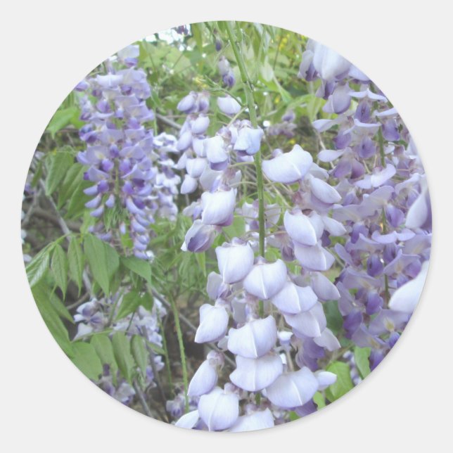 Stickers - Wisterian Jungle (Front)