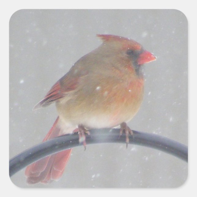 STICKERS WITH CARDINAL (Front)