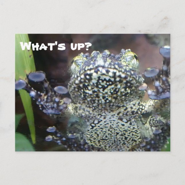Sticky Frog Just Saying Hello Postcard (Front)