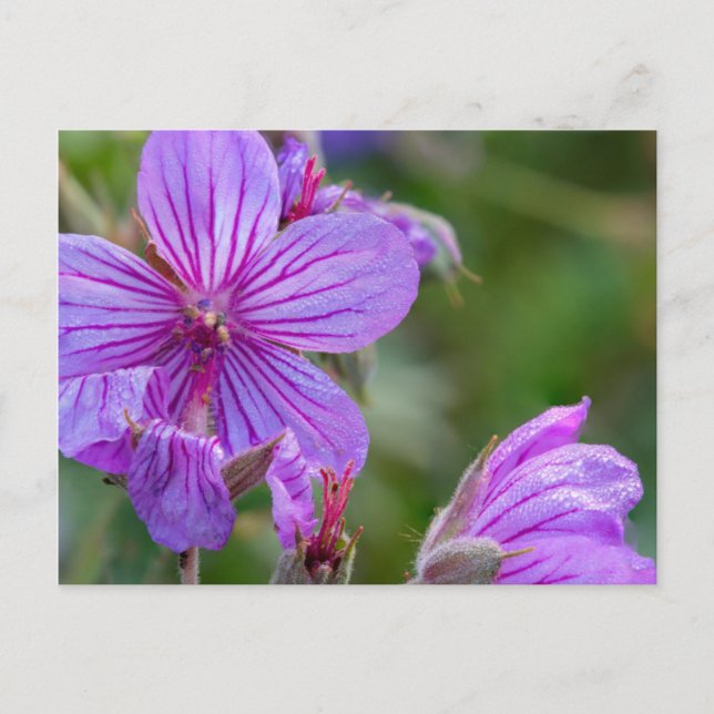 Sticky geranium wildflowers postcard (Front)