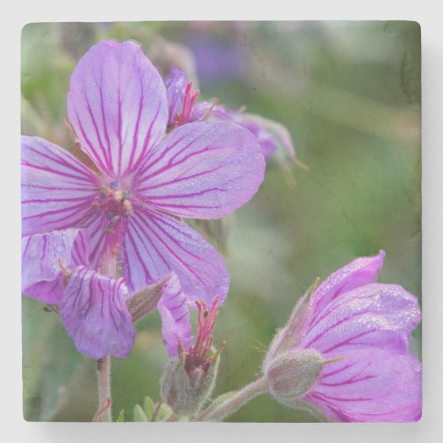 Sticky geranium wildflowers stone coaster (Front)
