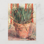 Still Life Flowerpot w Chives by Vincent van Gogh Postcard<br><div class="desc">Flowerpot with Chives by Vincent van Gogh is a vintage fine art post impressionism kitchen still life painting featuring a clay pot with a chive plant growing, herbs for cooking. About the artist: Vincent Willem van Gogh was a Post Impressionist painter whose work was most noteable for its rough beauty,...</div>