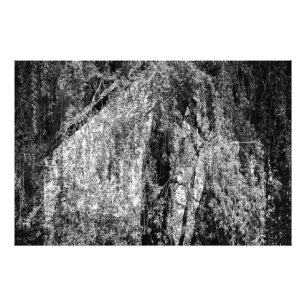 still life home photo print