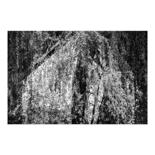 still life home photo print (Front)