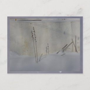 still life in winter white postcard