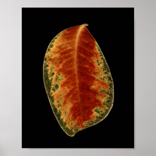 Still Life Leaf Fine Art Photograph Poster