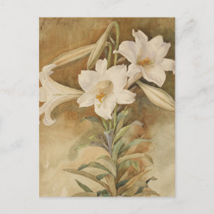 Still Life of Easter Lilies   John La Farge Postcard