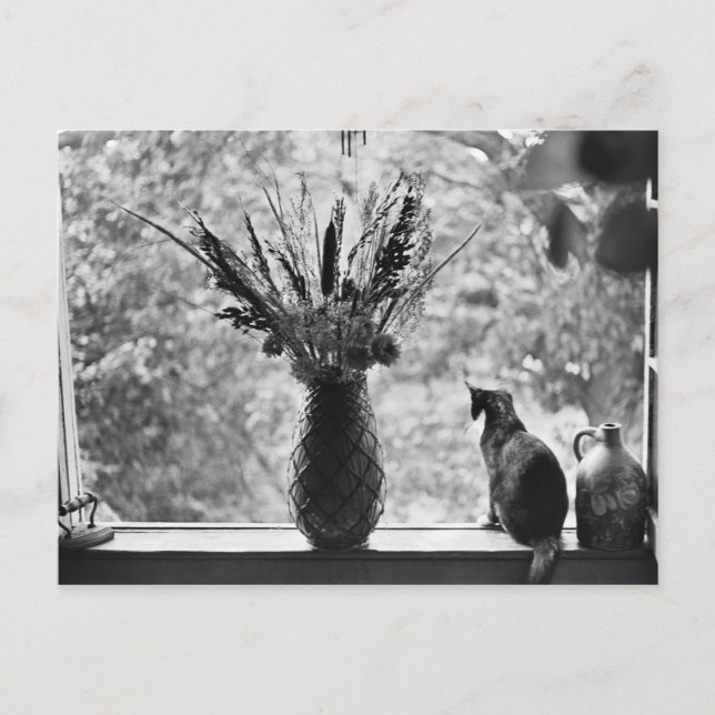 Still Life with Cat Postcard (Front)