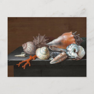 Still Life with Shells   Johann Jakob Dietzsch Postcard