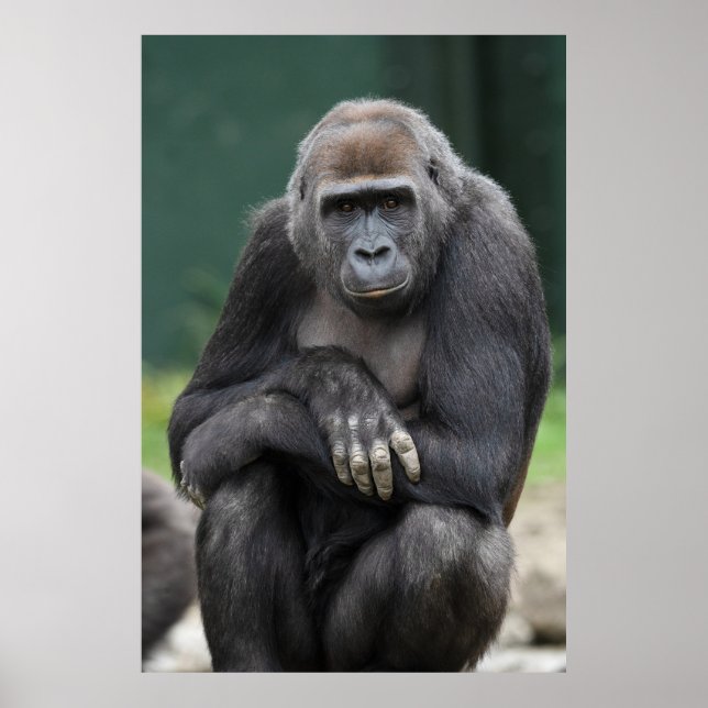 Stillness and Strength Gorilla Youngster Poster (Front)