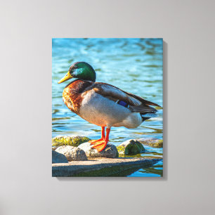 Stillness on the Shore (Mallard) Canvas Print