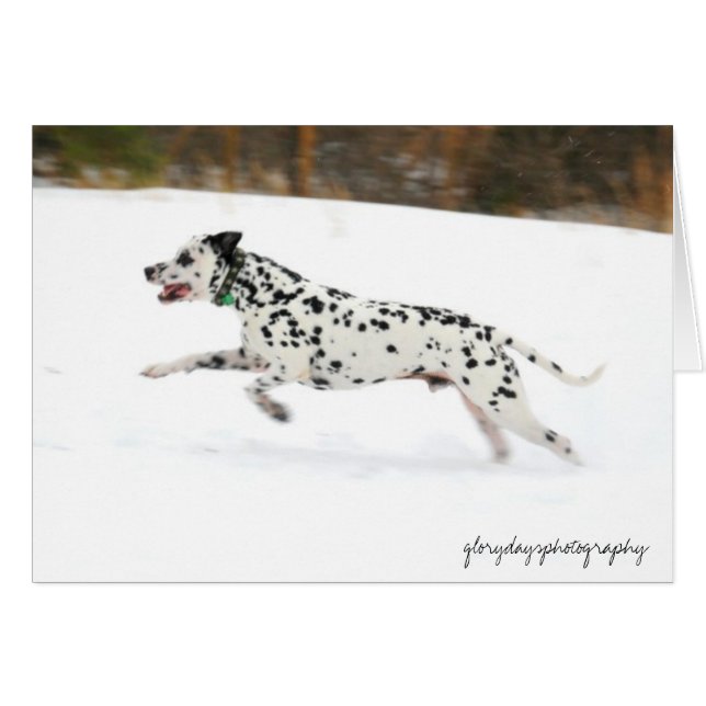 Sting (Front Horizontal)