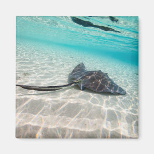 Sting ray magnet