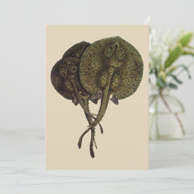 Sting Rays Stingrays, Vintage Marine Life Animals (Standing Front)