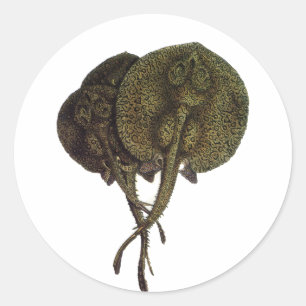 Sting Rays Stingrays, Vintage Marine Life Animals Classic Round Sticker