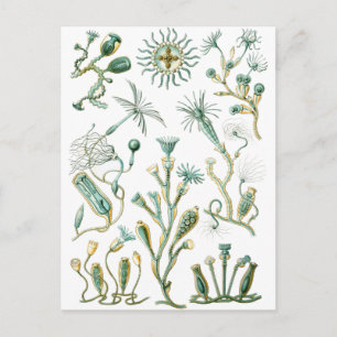 stinging-celled animals postcard