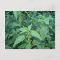 Stinging Nettles