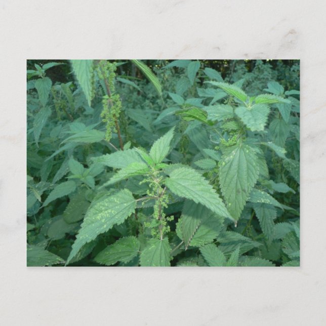 Stinging Nettles Postcard (Front)