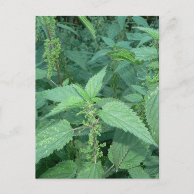 Stinging Nettles Postcard (Front)