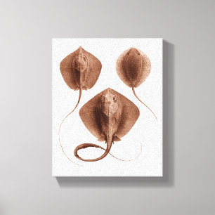 Stingray #1 Wrapped Canvas Wall Art