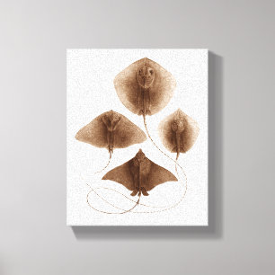Stingray #2 Wrapped Canvas Wall Art