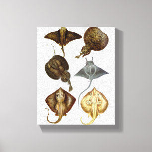 Stingray #4 Wrapped Canvas Wall Decor