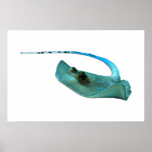 Stingray - Abstract Design - Cut out of a photo Poster