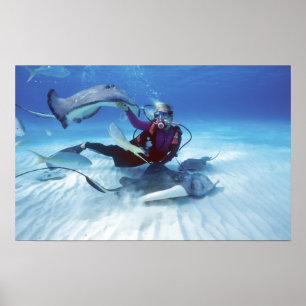 Stingray City, Grand Cayman, Cayman Islands, Poster