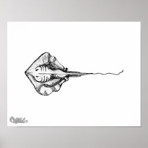 Stingray Illustration Poster