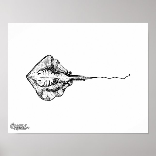Stingray Illustration Poster (Front)