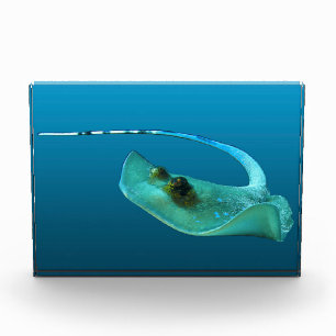 Stingray in motion! Gradient blue background Photo Block