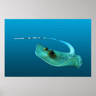 Stingray in motion! Gradient blue background    Poster