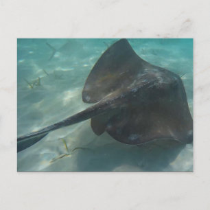 STINGRAY POSTCARD